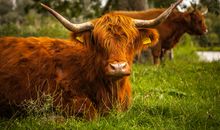 我驯服了一只狮子