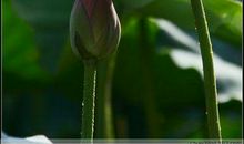 真诚才会情满人间