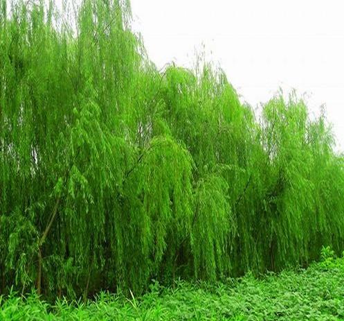垂柳的赞美