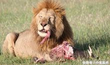 我驯服了一只雄狮