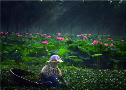 菱角