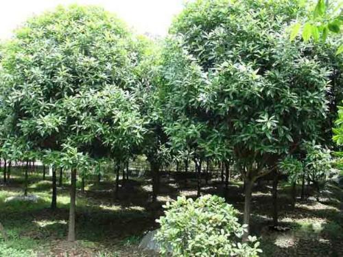 桂花老树在故乡