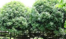 家乡的老桂花树