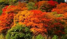 一段清香四溢的旅程