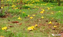 落花并非无情物