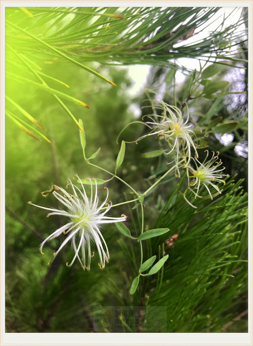 神奇植物店