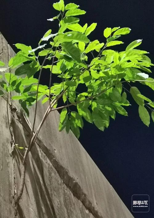生命在于坚韧