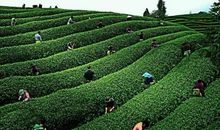 晒出一缕深远茶香