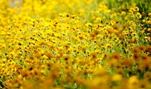 我与菊花的亲密接触