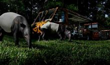 邢台市动物园之旅