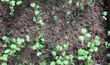 观察小白菜日记