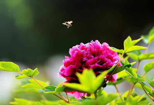 见梦见花开