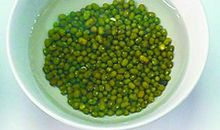 泡绿豆观察日记四年级