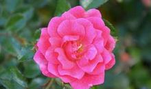 触动心灵的紫薇花