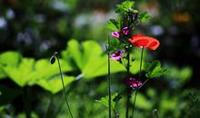 我是一朵小野花