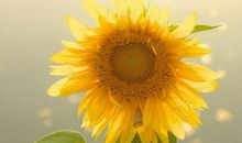 面向太阳的向日葵