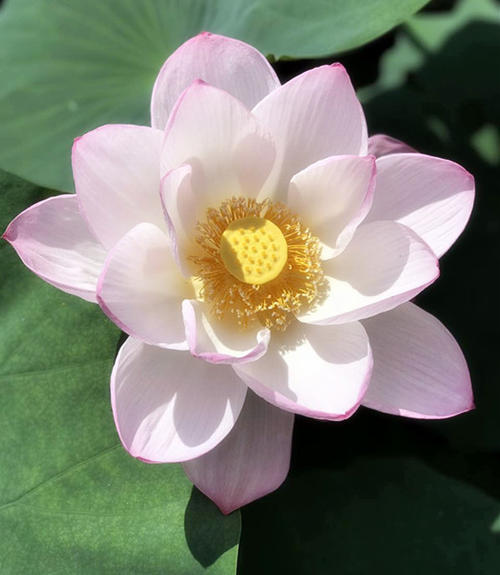 莲花精神