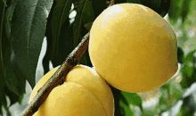 我爱家乡的黄桃