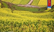 凤凰的油菜花