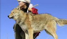 我陪你重返狼群读后感