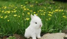 我喜爱的小动物——兔子