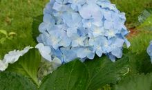 美丽的绣球花作文200字