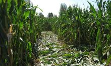 爷爷家的玉米地