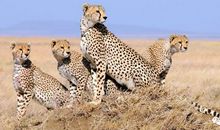 《动物世界》观后感