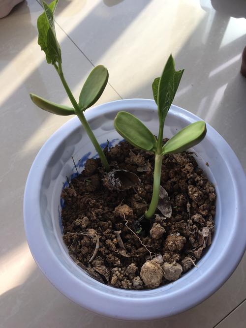 魔术种植豆