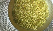 绿豆芽生长观察日记