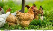 农场的鸡、鸭、屯