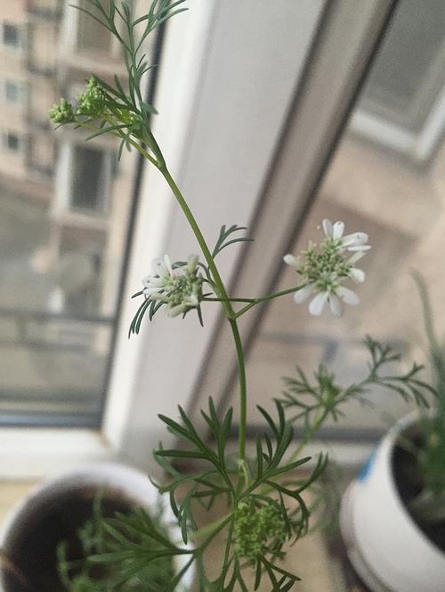 阅读香菜盛开的感觉