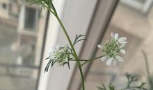 读香菜开花有感