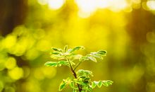 早晨温暖的阳光