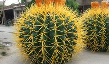 谢谢我的仙人掌