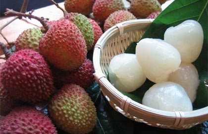 荔枝的故乡