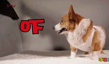 小花狗照镜子看图