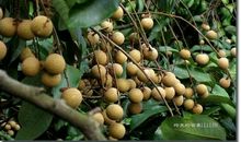 我爱故乡的龙眼