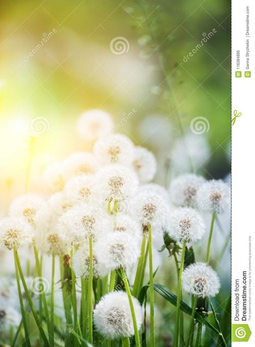让幸福的种子开花并结出果实