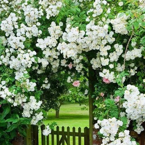 一棵树开花