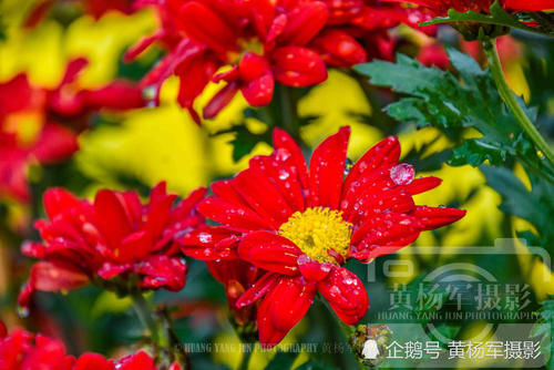 认识春雨