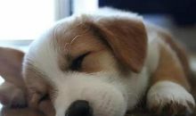 瞧，他就是这么萌