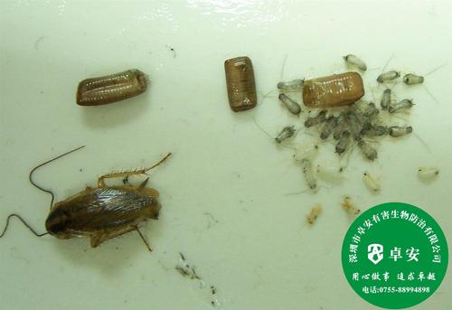 蟑螂的故事