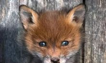 人和动物的感情