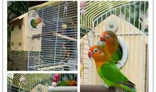 我给小鸟做个家