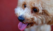 狗是人类的好朋友