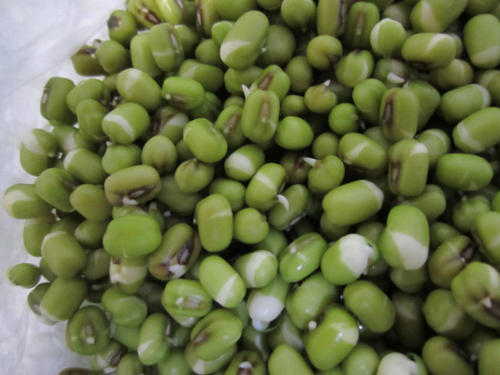 饲养绿豆