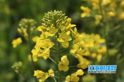 骄傲之花静静绽放