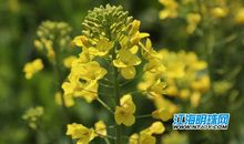 骄傲之花悄然绽放