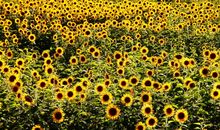 我生命中的阳光